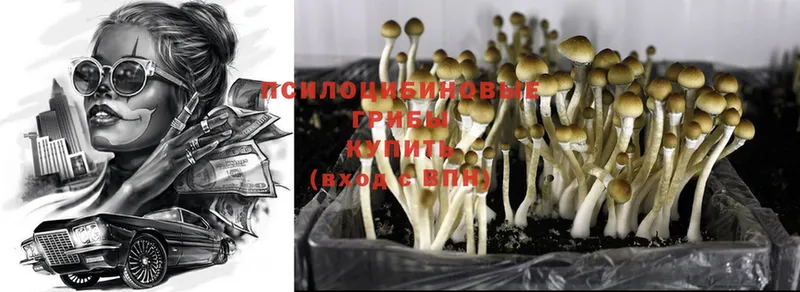 Псилоцибиновые грибы Magic Shrooms  Златоуст 